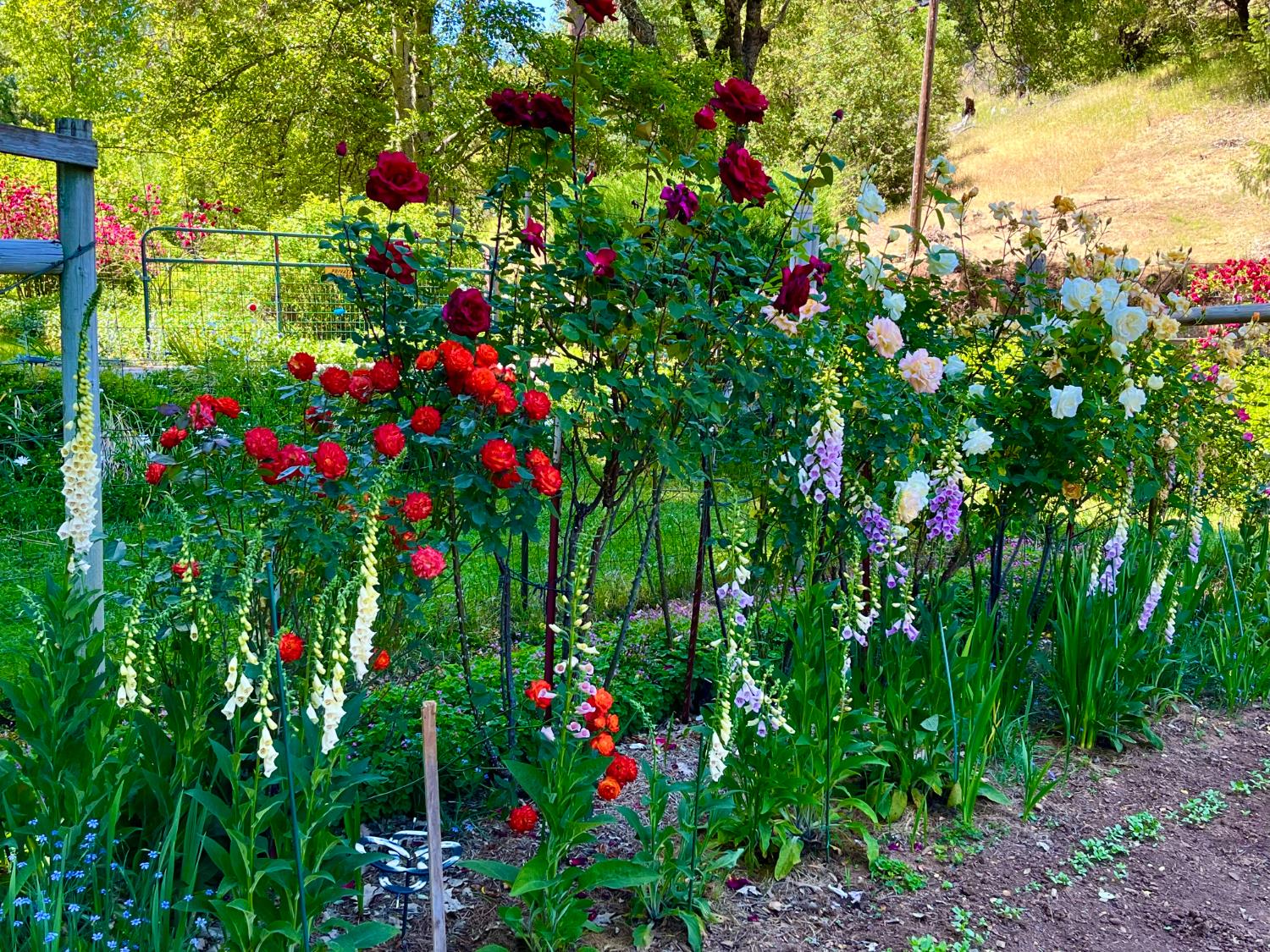 409 Live Oak Road Colfax, CA 95713 - Photo 59 of 74