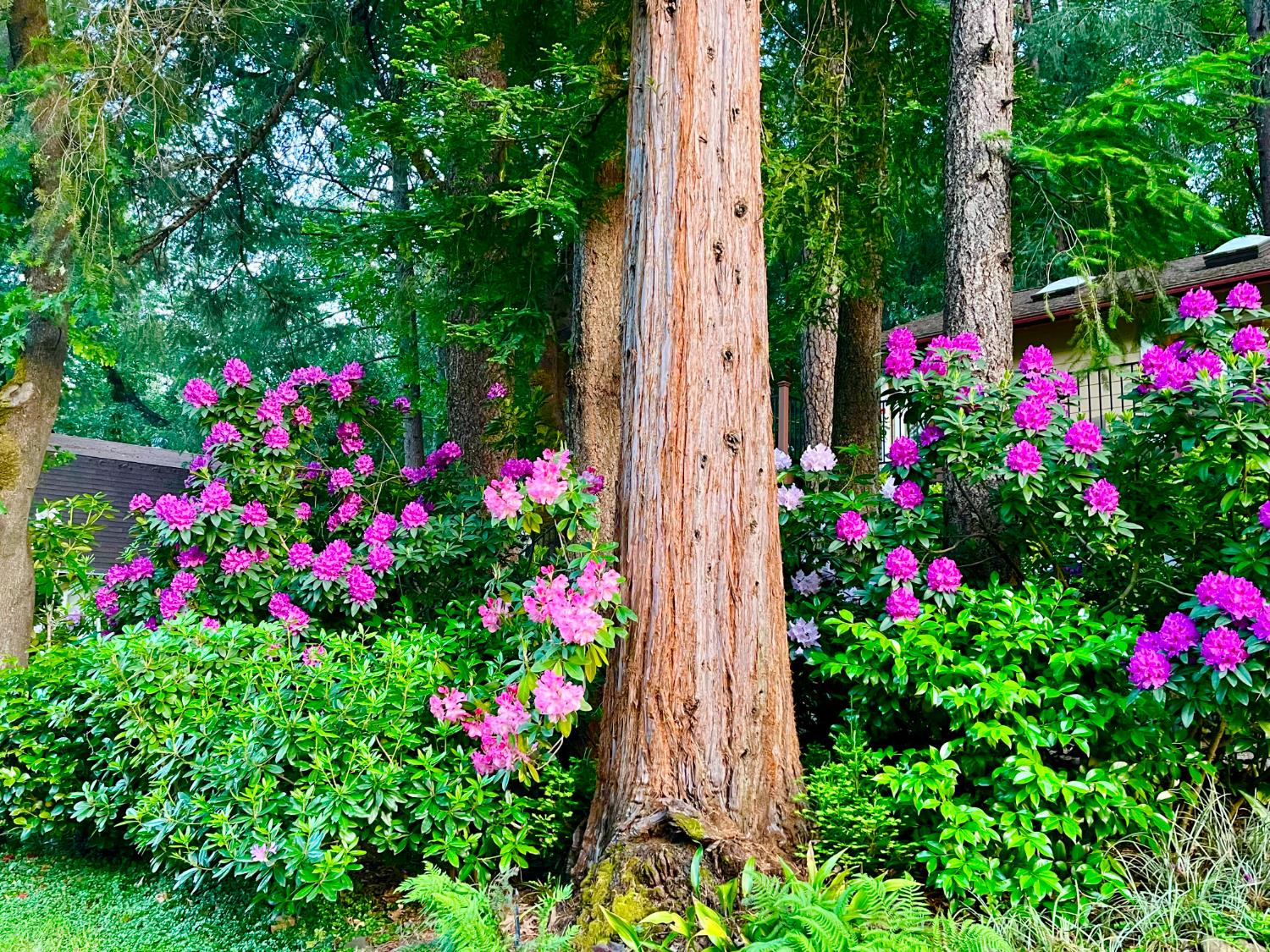 409 Live Oak Road Colfax, CA 95713 - Photo 60 of 74