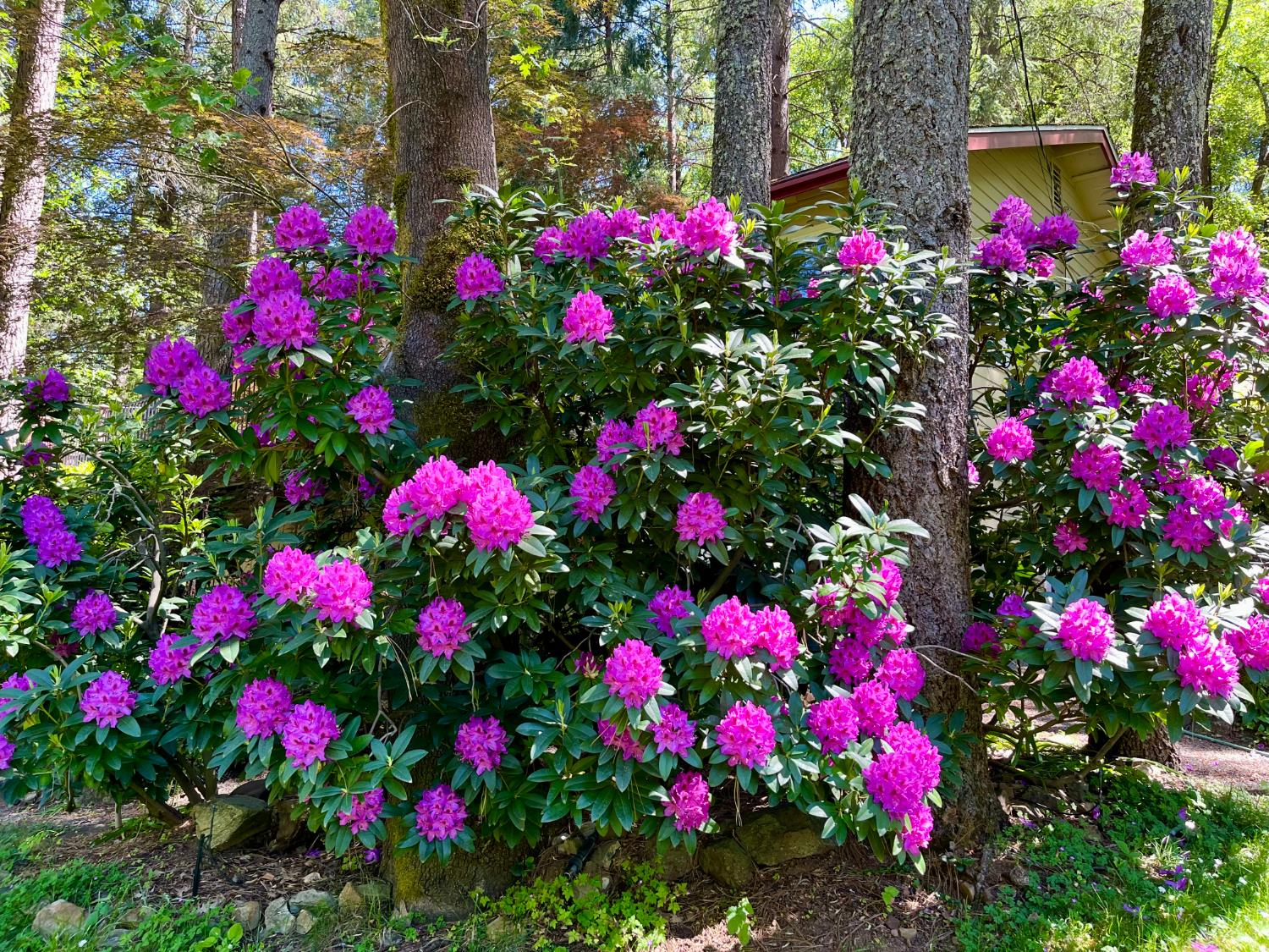 409 Live Oak Road Colfax, CA 95713 - Photo 6 of 74