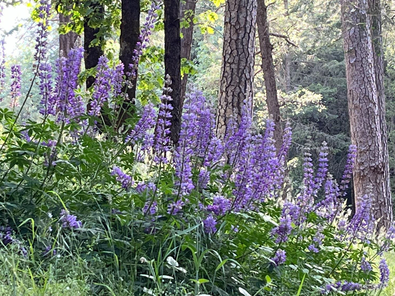 409 Live Oak Road Colfax, CA 95713 - Photo 61 of 74