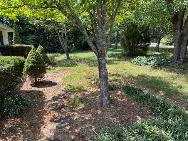 a view of a tree in a yard