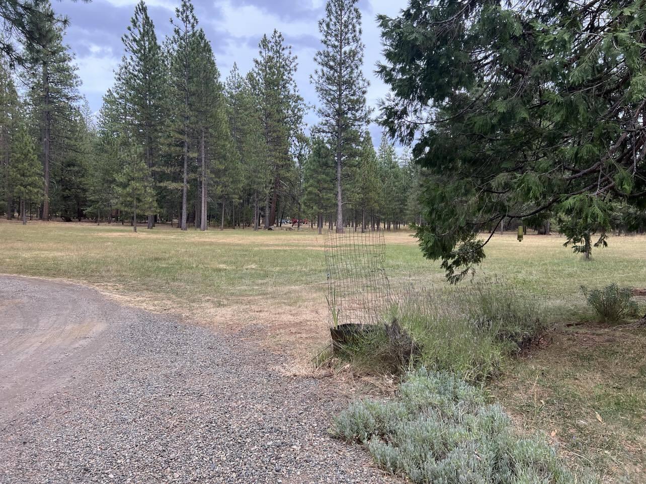 LARGE MEADOW 1