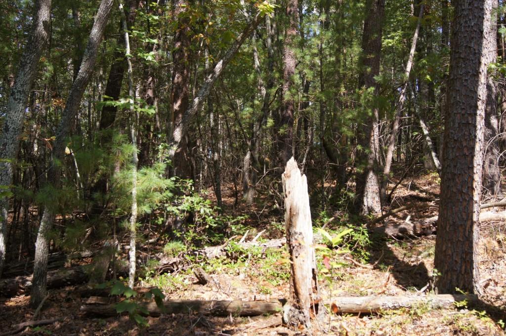 2 Damascus Church Road Dahlonega, GA 30533 - Photo 5 of 10 Gentle terrain with a mixture of hardwoods and pine.