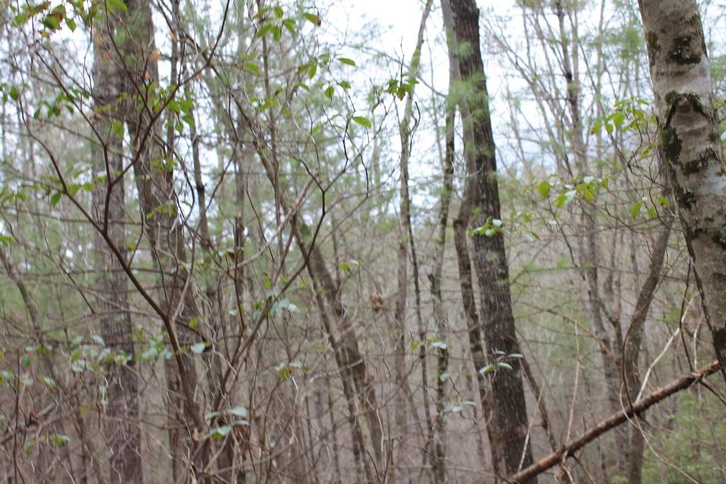 2 Damascus Church Road Dahlonega, GA 30533 - Photo 7 of 10 Great hillside views are possible here.