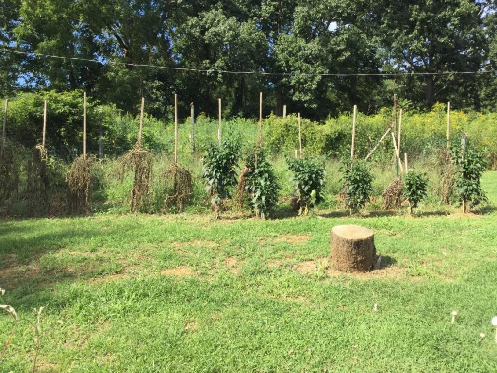 21645 Tranbarger Road Bristol, VA 24202 - Photo 24 of 25 Garden Area in Back