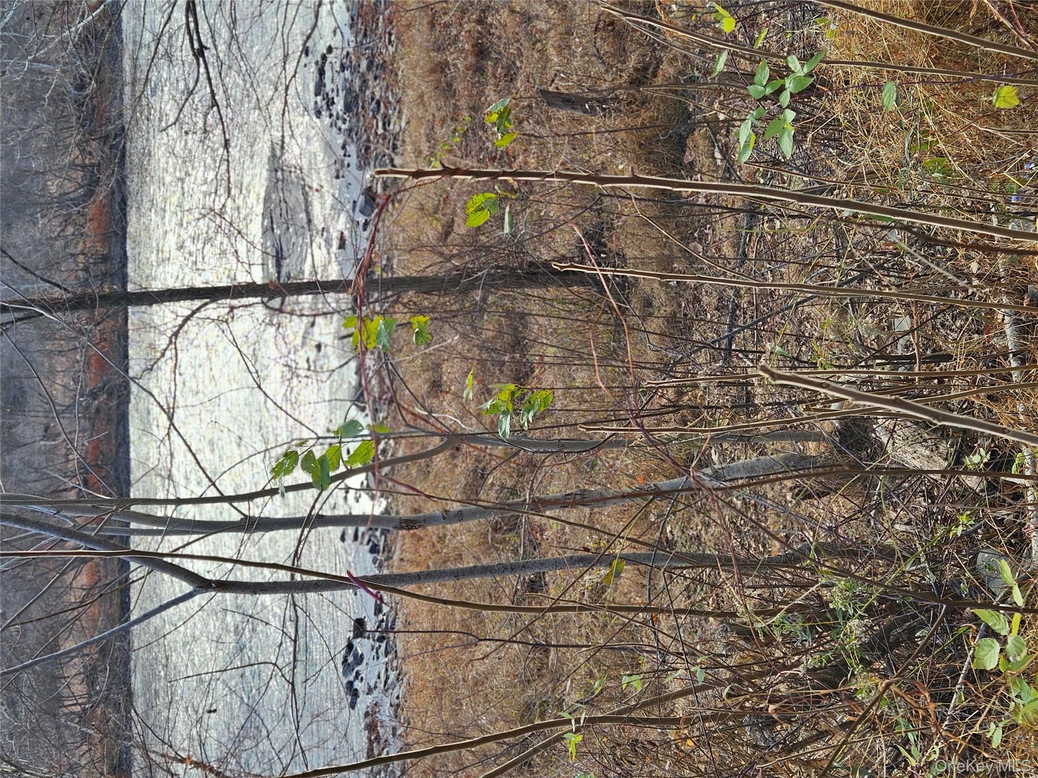97 State Route Glen Spey, NY 12737 - Photo 5 of 8 a backyard of a house with lots of green space