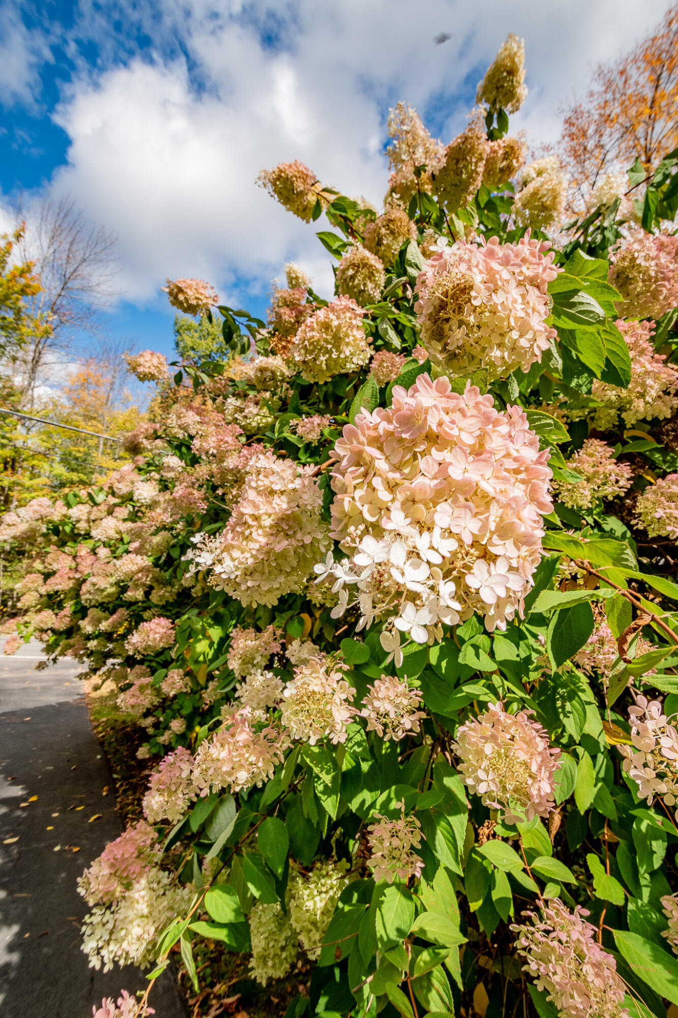 64 High Street Brownville, ME 04414 - Photo 40 of 55 DSC_0134