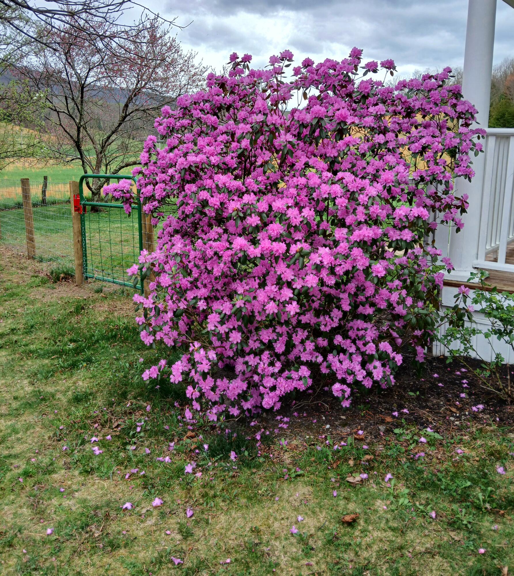 5110 Rich Patch Road Covington, VA 24426 - Photo 7 of 25 a pink flowers in front of the house