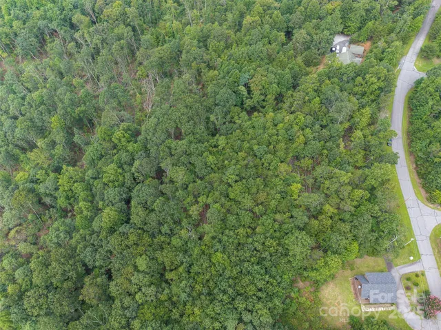 a view of a forest with a tree