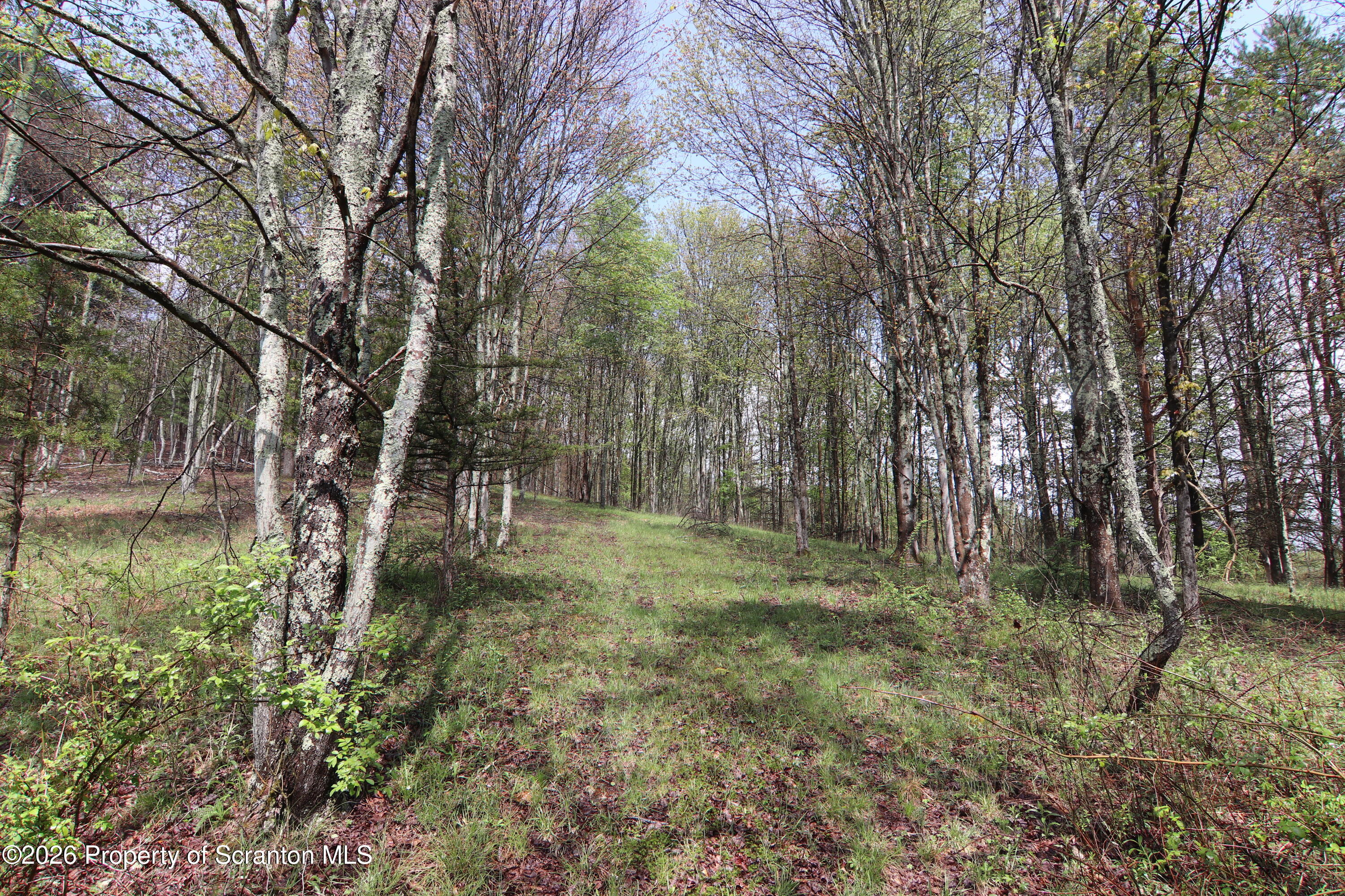 300 Pennsworth Hill Road Meshoppen, PA 18630 - Photo 37 of 38 a view of a forest with trees in the background