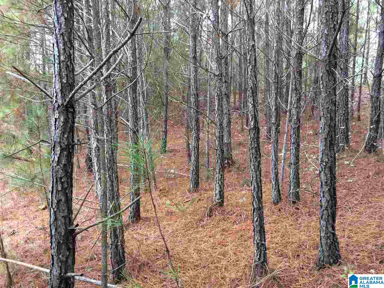 Page Spring Road, Unit 4 Arab, AL 35016 - Photo 4 of 29