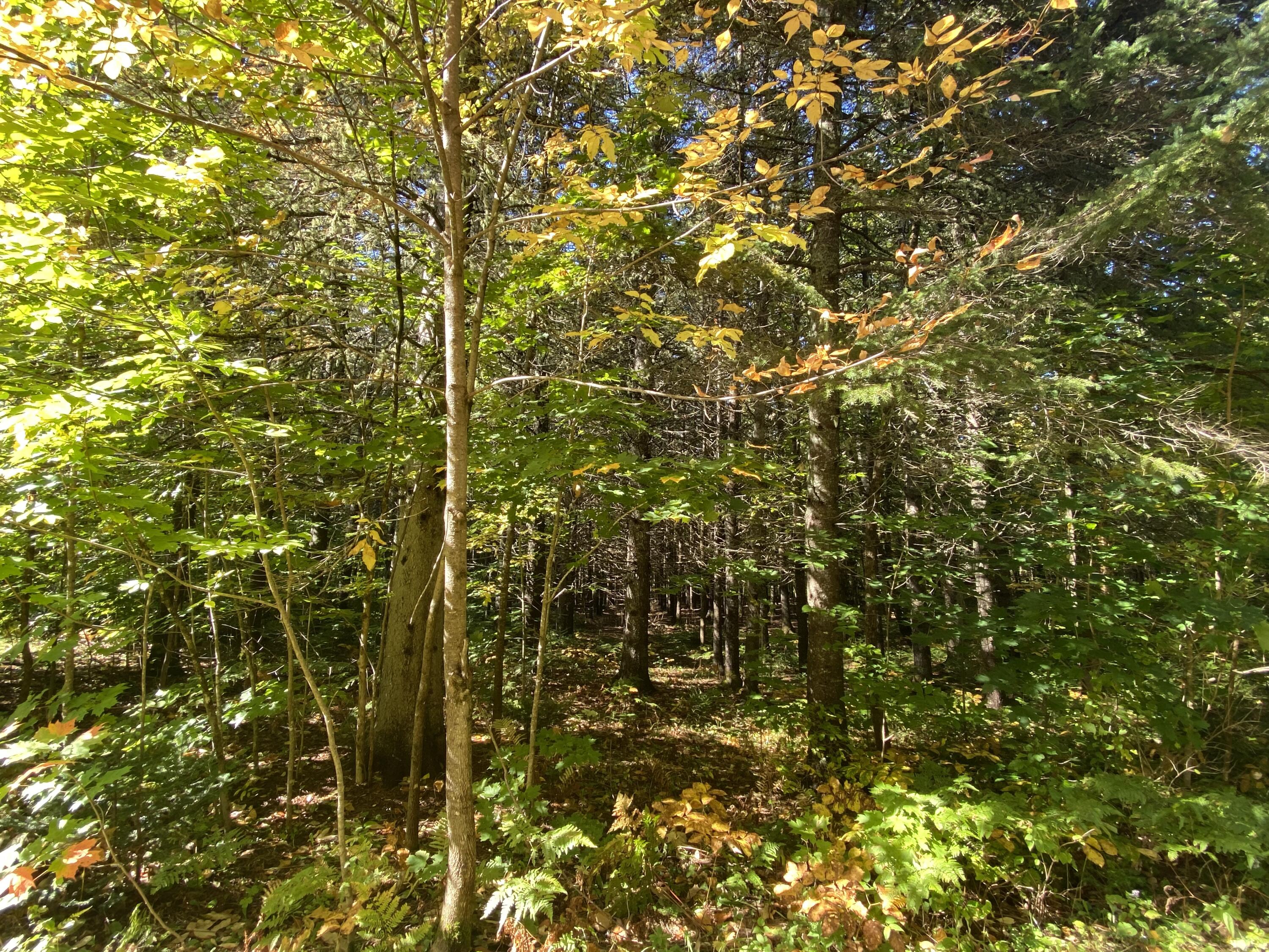 6 Sugartree Road St. David, ME 04773 - Photo 11 of 18 IMG_7278