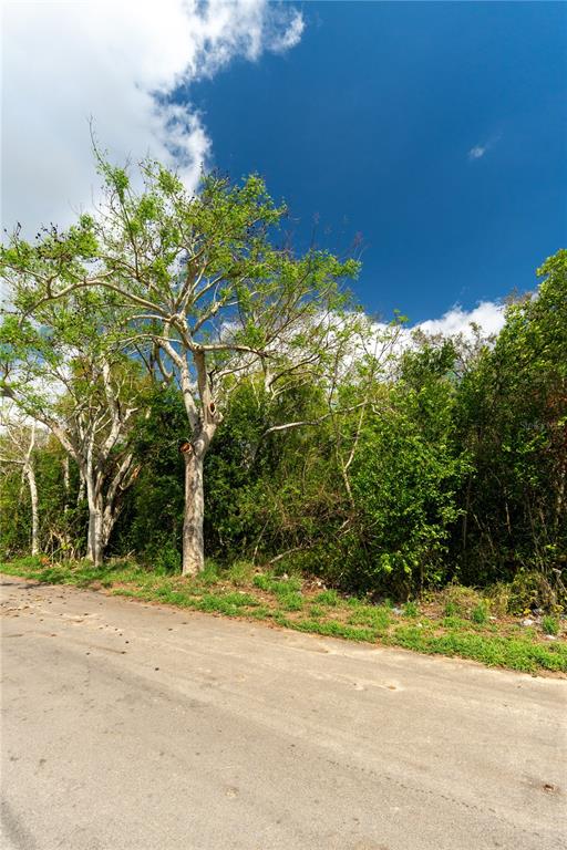 0 Tom Sheffield Road Frostproof, FL 33843 - Photo 19 of 23 a view of a house with a tree and plants