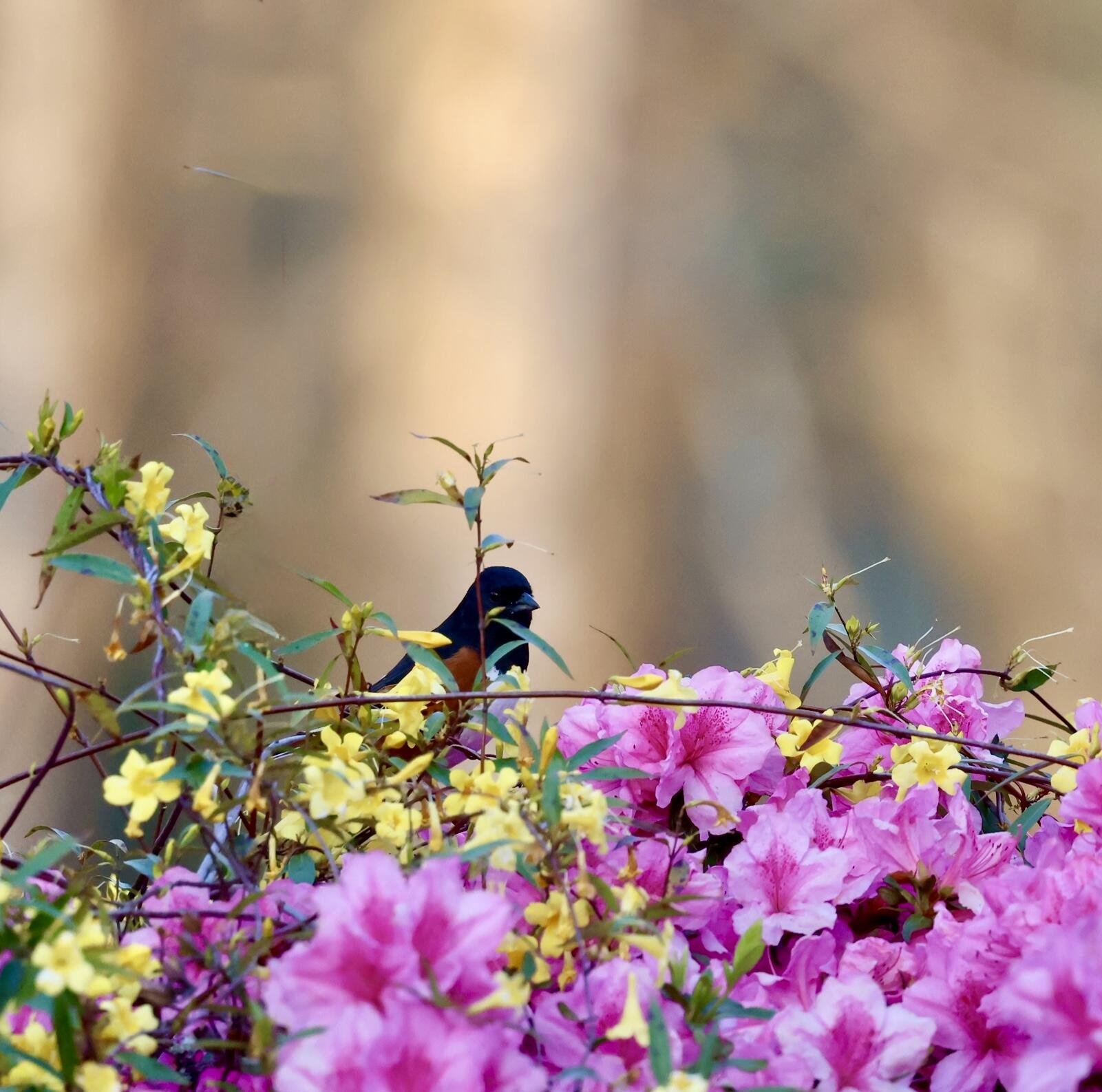 4559 Smoak Road Meggett, SC 29449 - Photo 25 of 31 Flowering Bushes