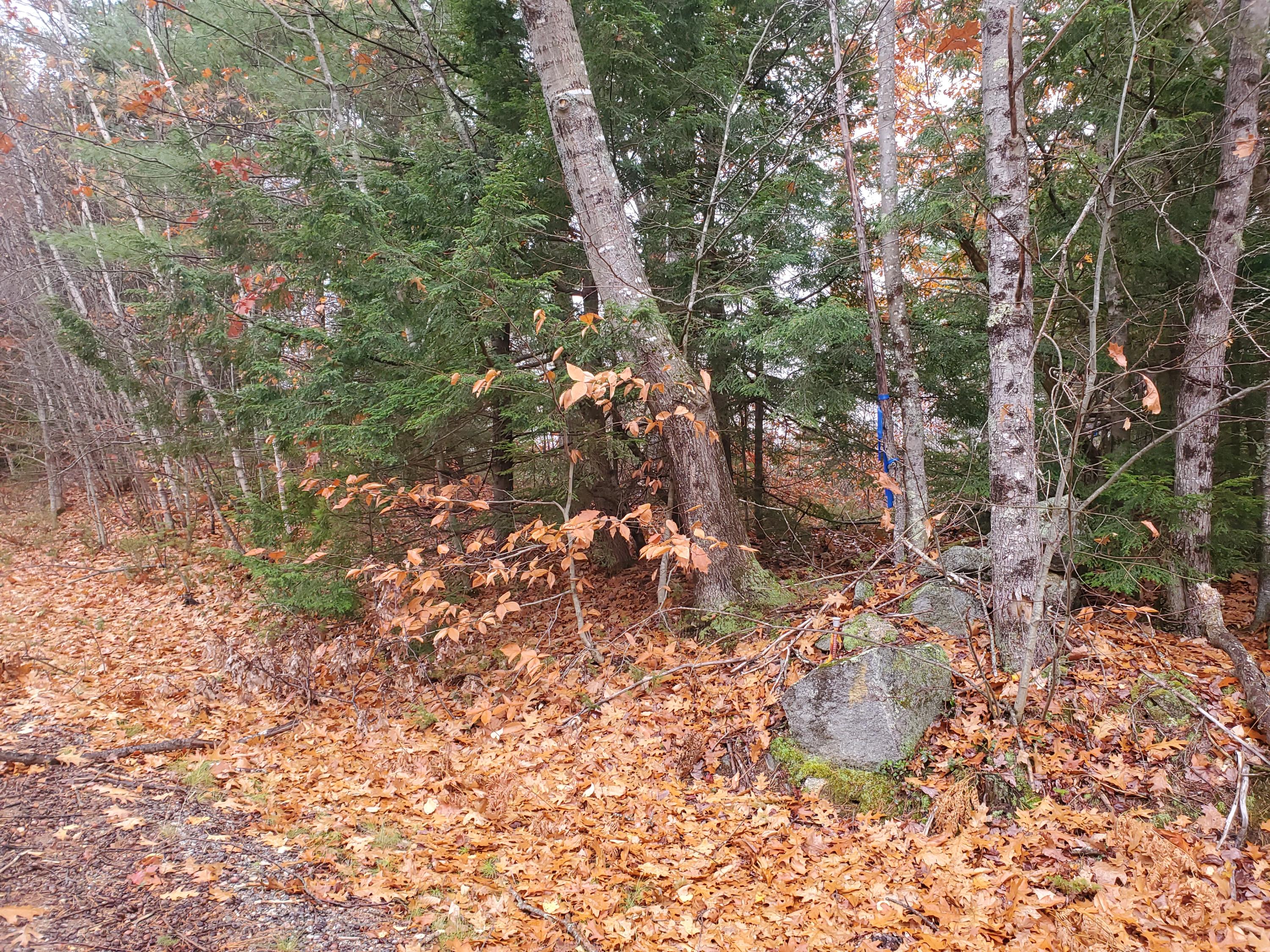 Tbd Tbd Round The Pond & Upton Brother Roads Norway, ME 04268 - Photo 6 of 11 20201028_144059