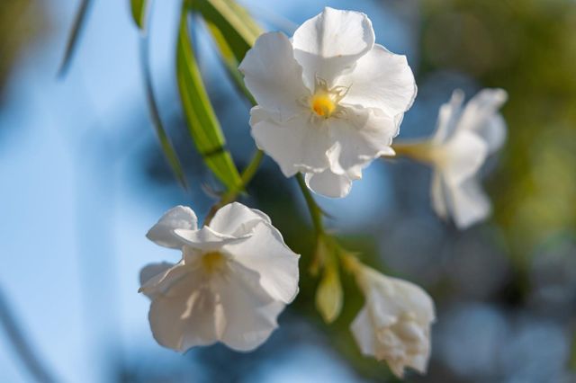 a living room with furniture a rug and a fireplace