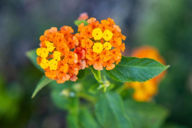 $5,000,000 | 285 Camino Al Lago, Atherton, CA 94027