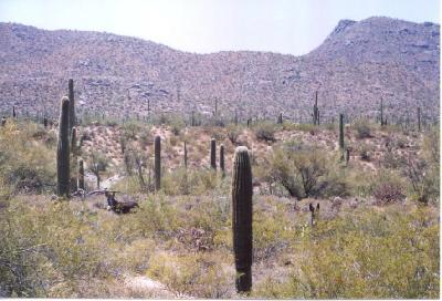 0 East Derrio Road Marana, AZ 85653 - Photo 6 of 6