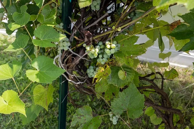 $749,900 | 1311 Little Sorrell Drive, Harrisonburg, VA 22801