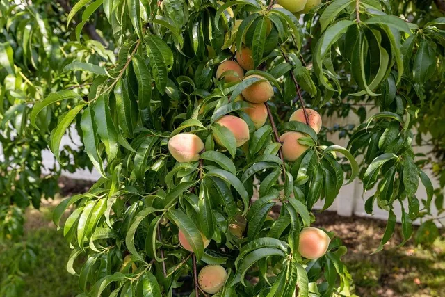 $749,900 | 1311 Little Sorrell Drive, Harrisonburg, VA 22801