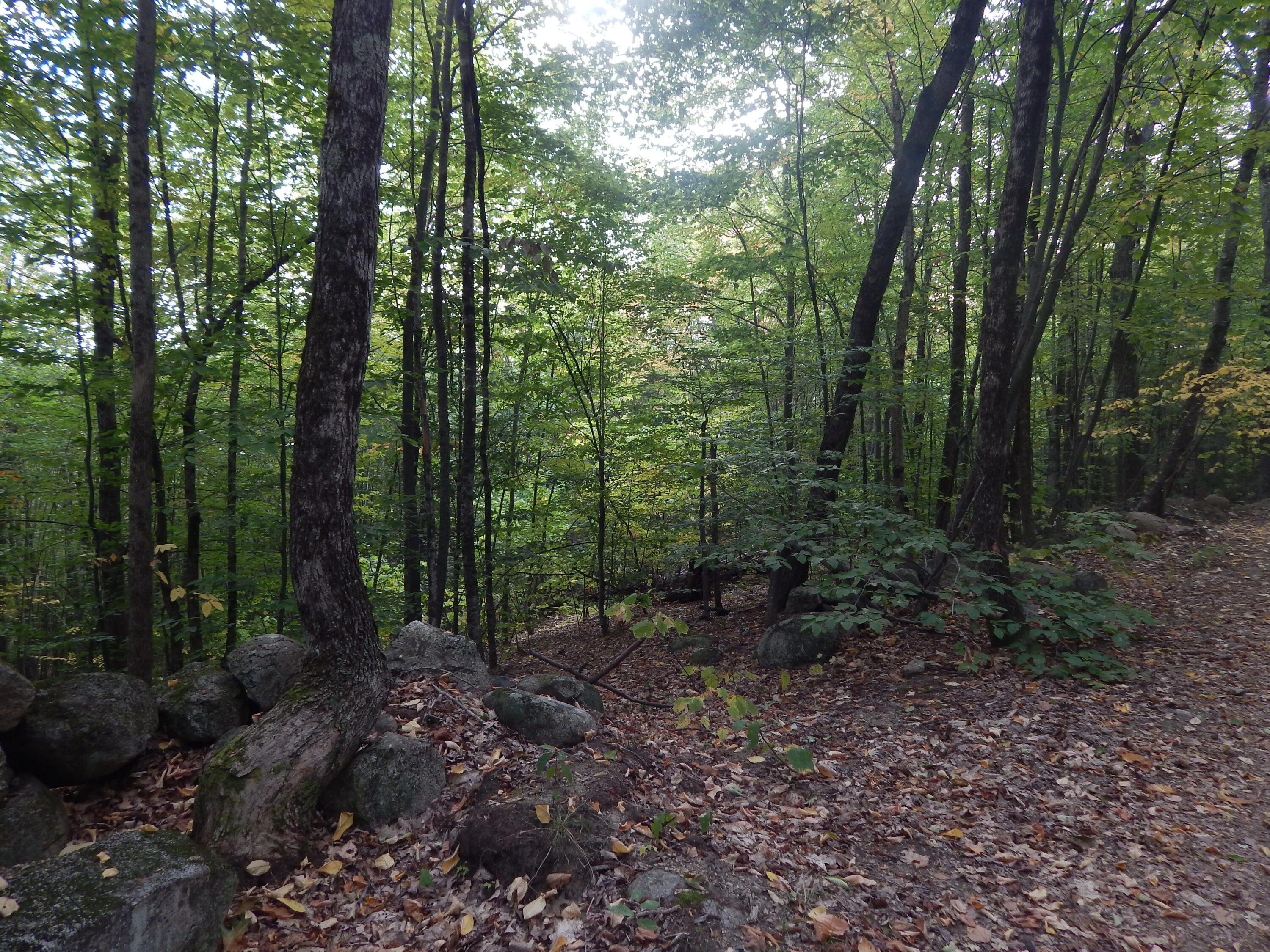 Lot#r13-l50 Corn Hill Road Brownfield, ME 04010 - Photo 2 of 4 DSCN9097