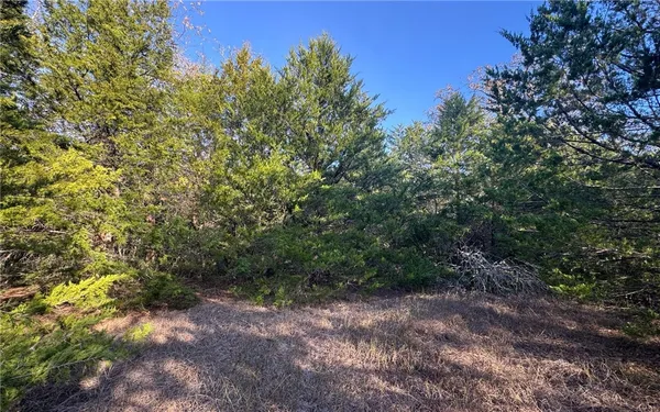 a view of a forest with trees in the background