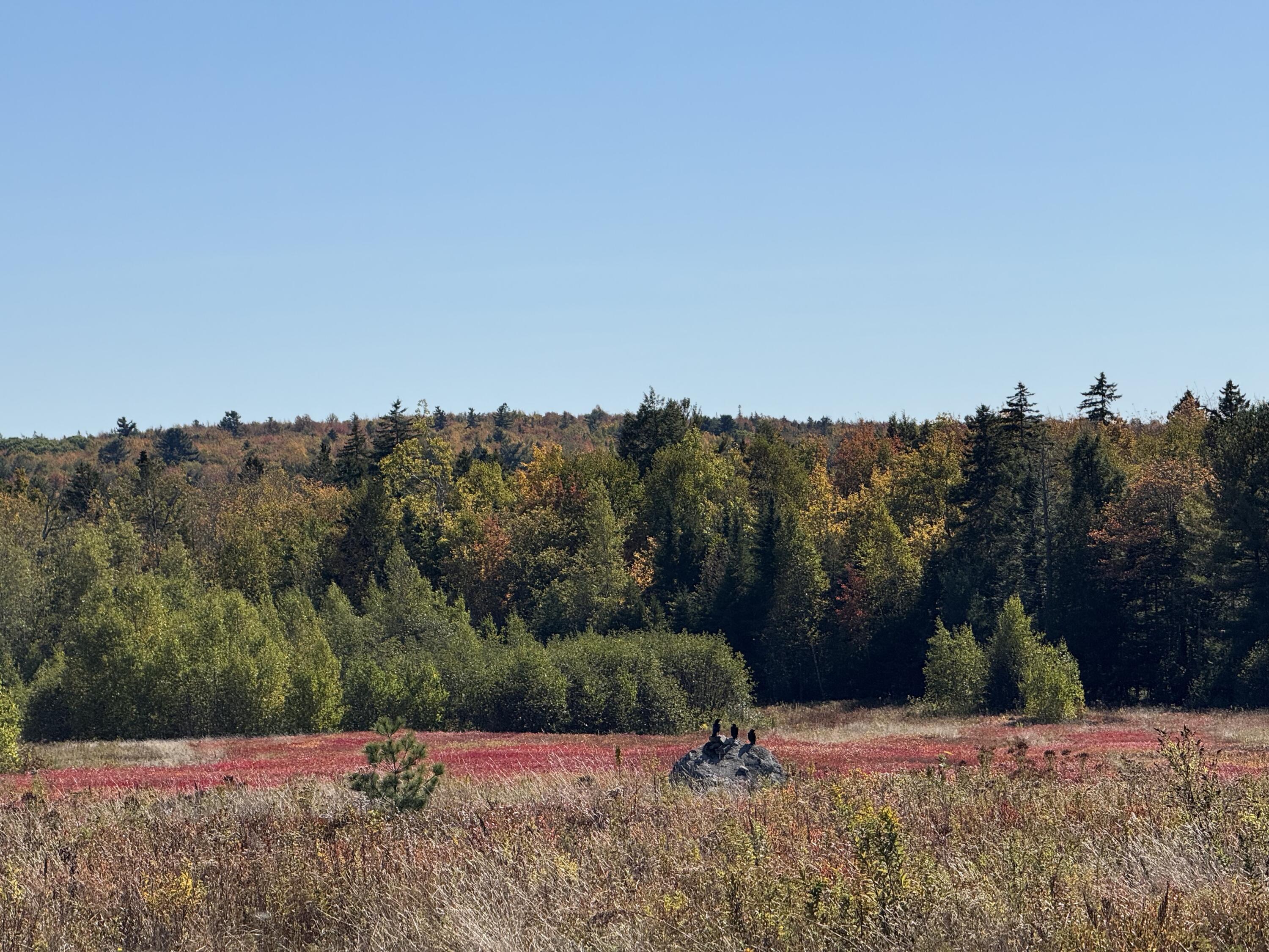 Map19-lot28 Leach Road Penobscot, ME 04476 - Photo 20 of 31 MAP 19 LOT 28