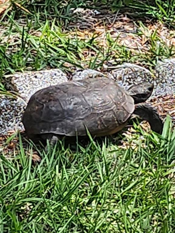 4880 Shell Stream Boulevard New Port Richey, FL 34652 - Photo 53 of 57