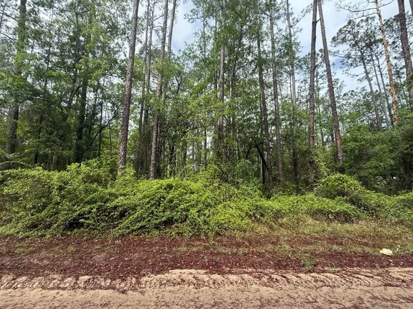 a view of forest