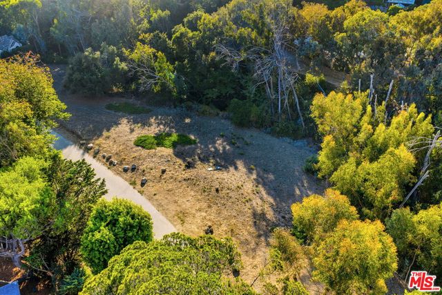 a view of a tree with a flower