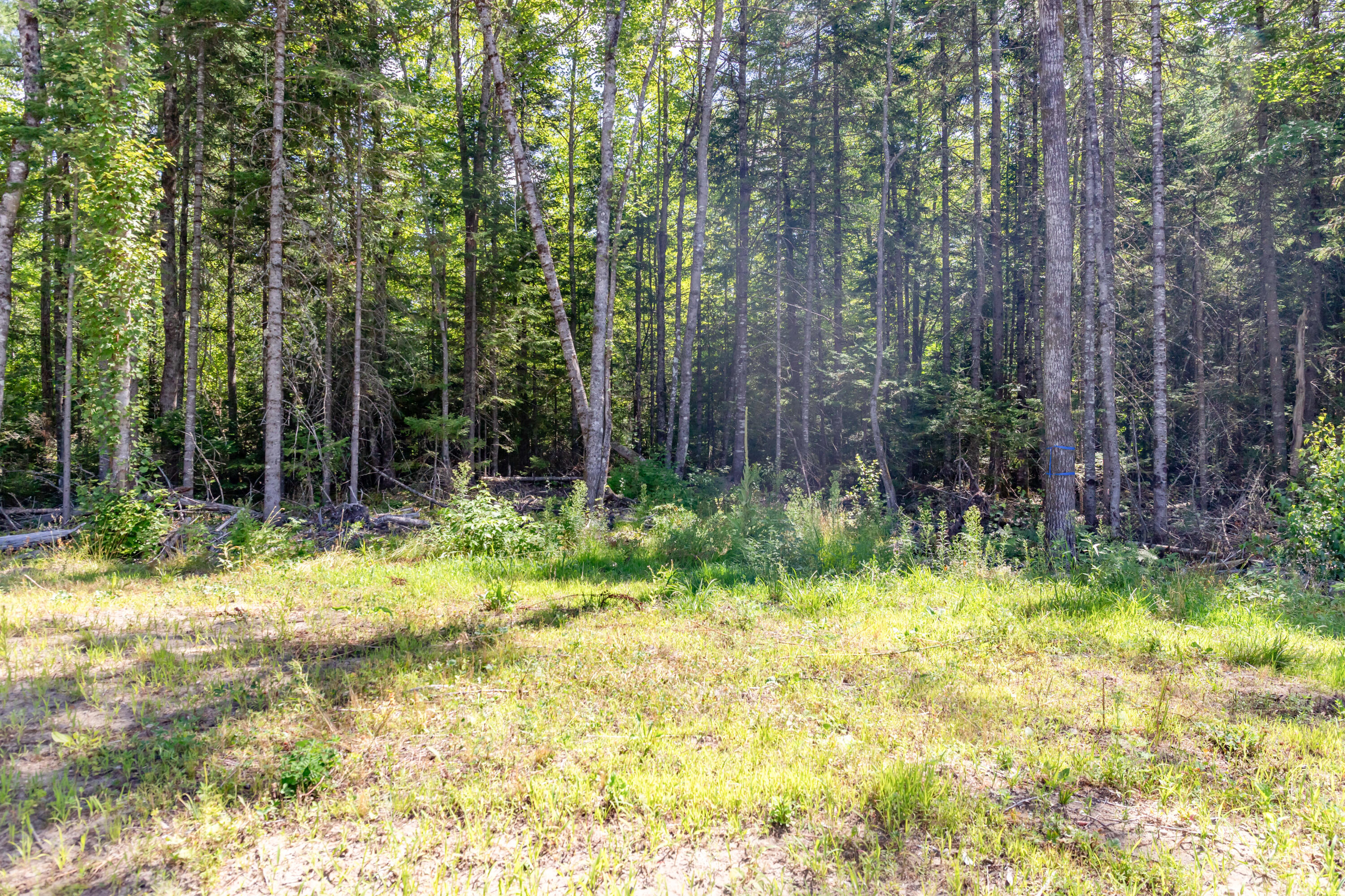51 Fothingill Road Greenbush, ME 04418 - Photo 31 of 33 51 Fothingill Road Int-ext-32