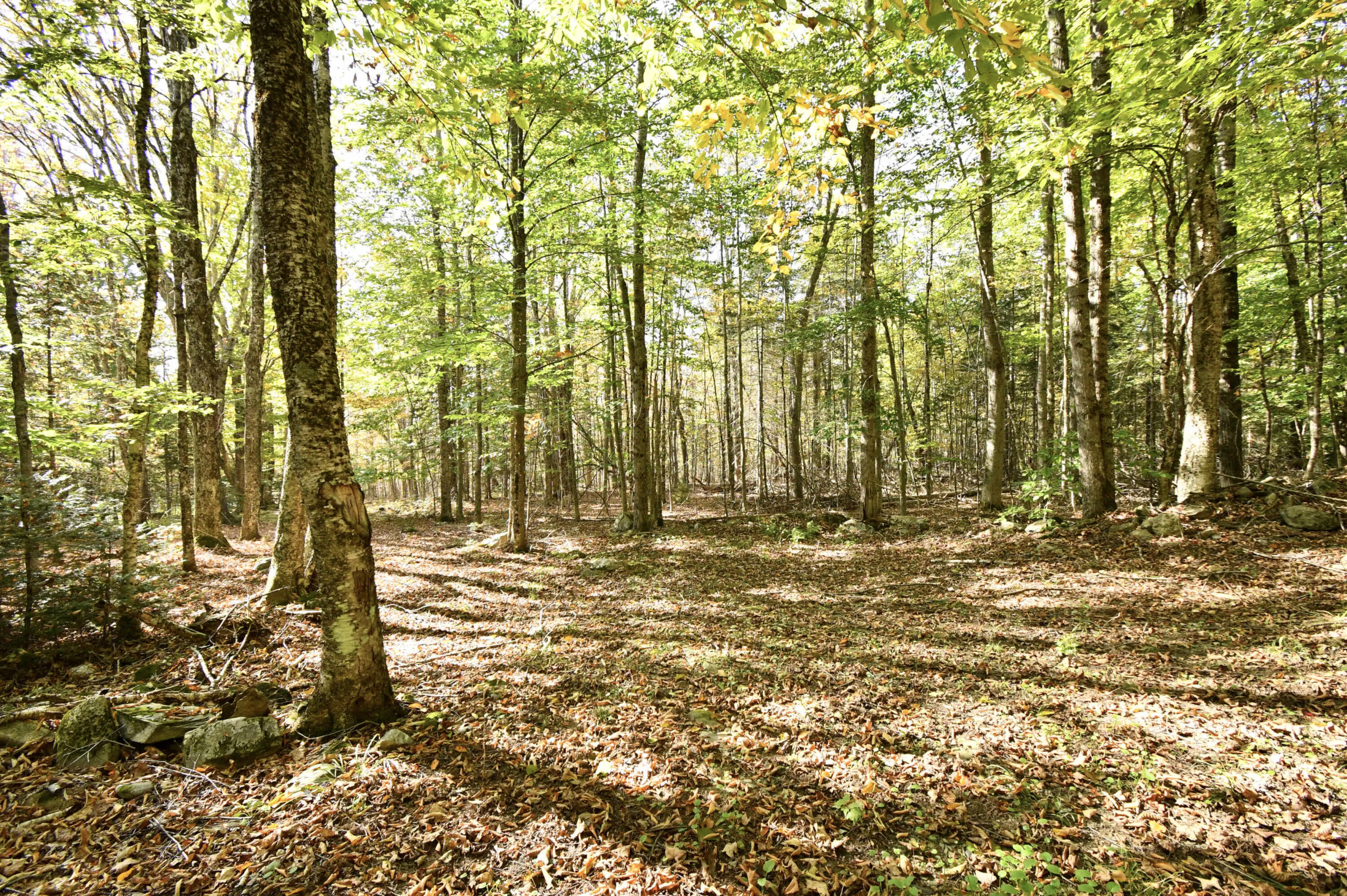 0 Ledge Hill Road Corinth, ME 04427 - Photo 12 of 15 3E12CDAC-541F-49FB-A312-0052D82BF12F_1_2