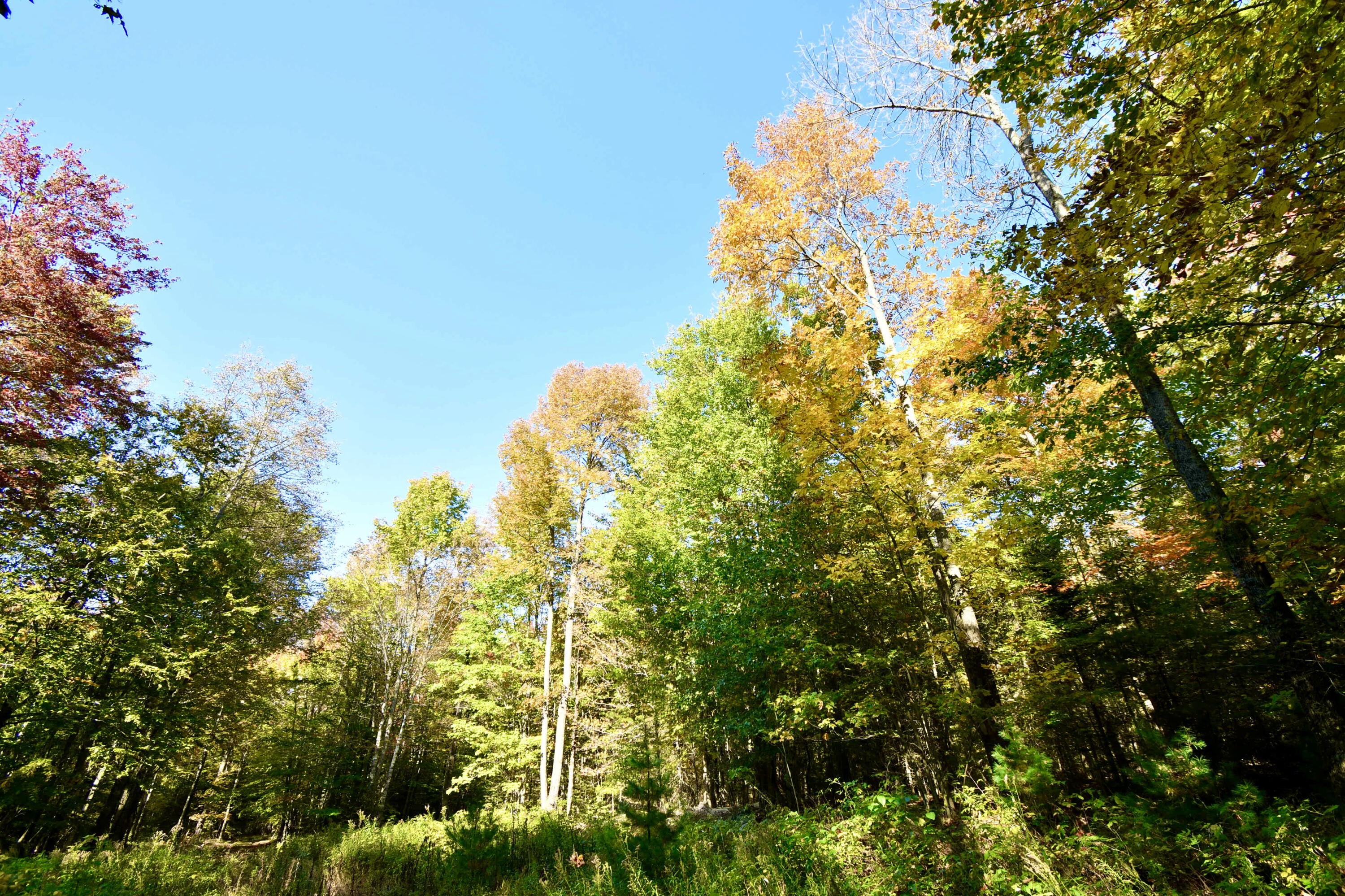 0 Ledge Hill Road Corinth, ME 04427 - Photo 14 of 15 ED6770E4-6824-4BCE-AD1D-F58891DEFEAF_1_2
