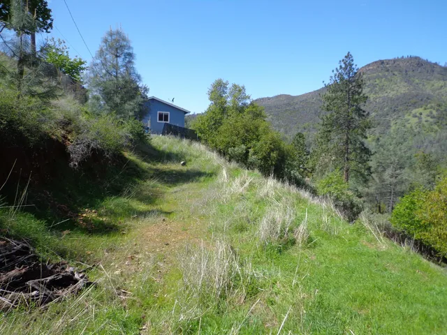 a view of a lush green forest with lots of trees