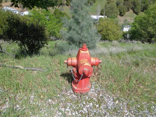 a view of a tree in a yard