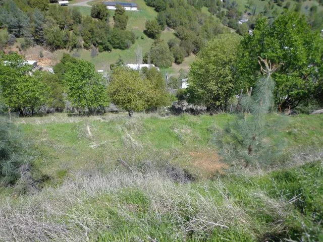 a view of a lush green space