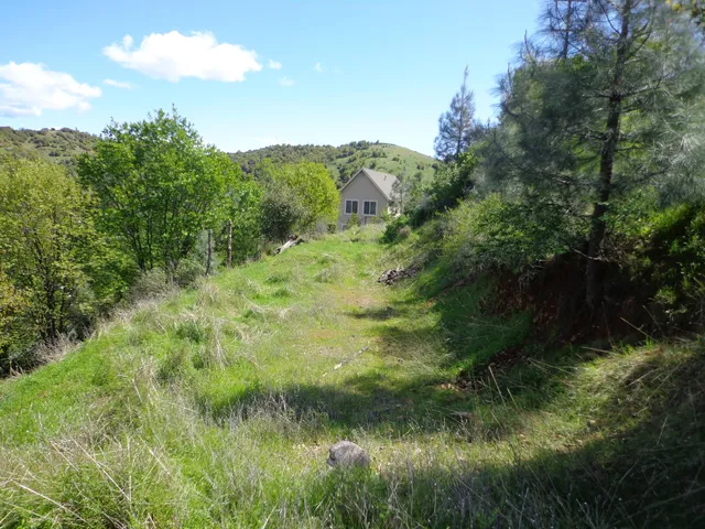 a view of a lush green forest with lots of trees