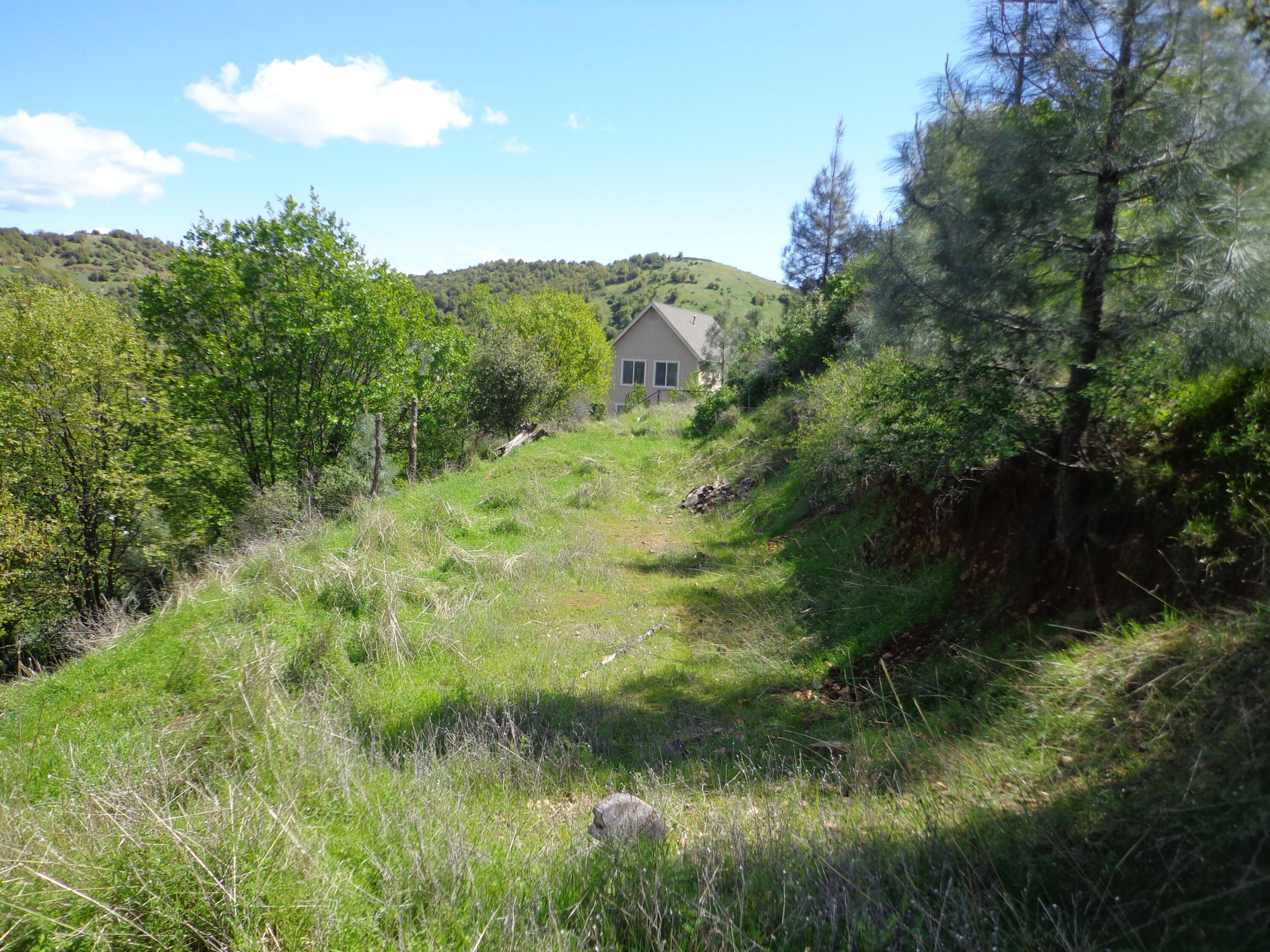 22076 Loop Drive Redding, CA 96003 - Photo 7 of 17 a view of a lush green forest with lots of trees