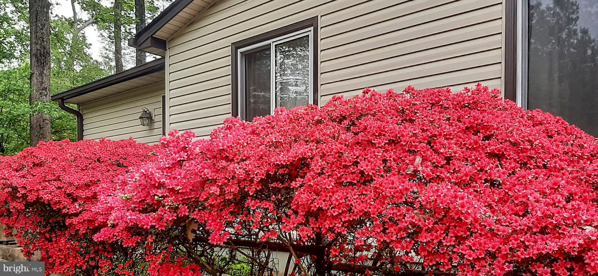 2360 Old Trail Drive Reston, VA 20191 - Photo 32 of 40 Azaleas leading to the front door. (Spring photo)