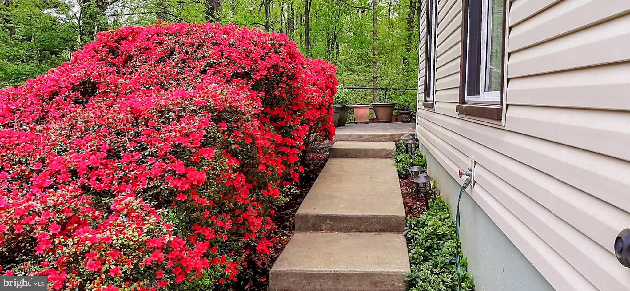 2360 Old Trail Drive Reston, VA 20191 - Photo 33 of 40 Spring azaleas along walkway to the front door