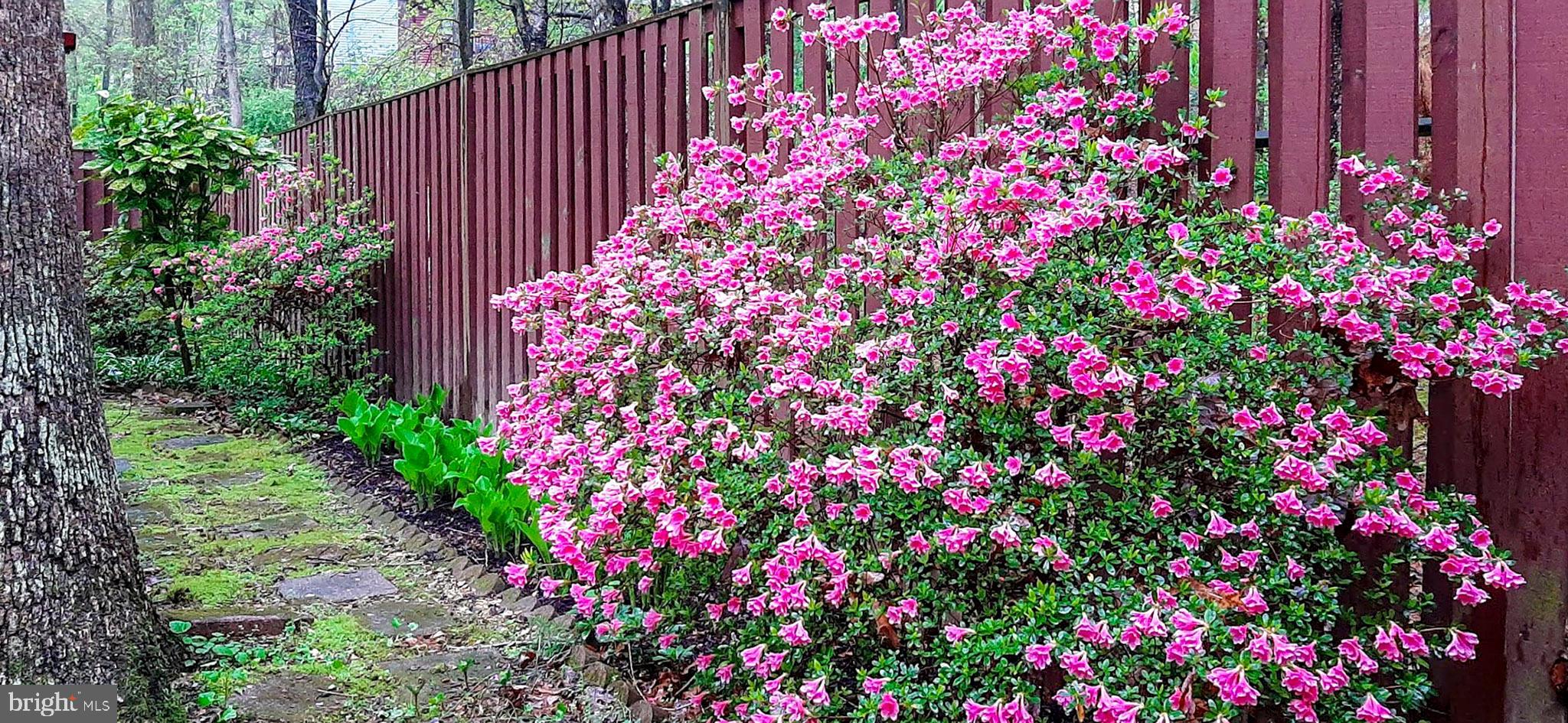 2360 Old Trail Drive Reston, VA 20191 - Photo 34 of 40 Rear azaleas inside the yard (Spring photo)