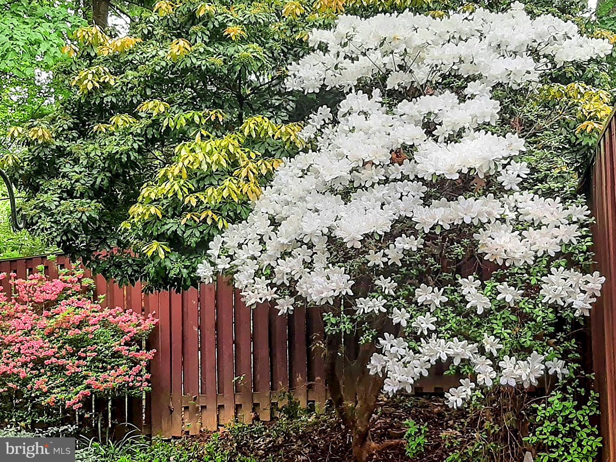 2360 Old Trail Drive Reston, VA 20191 - Photo 35 of 40 Rear corner azaleas inside the yard (Spring photo)