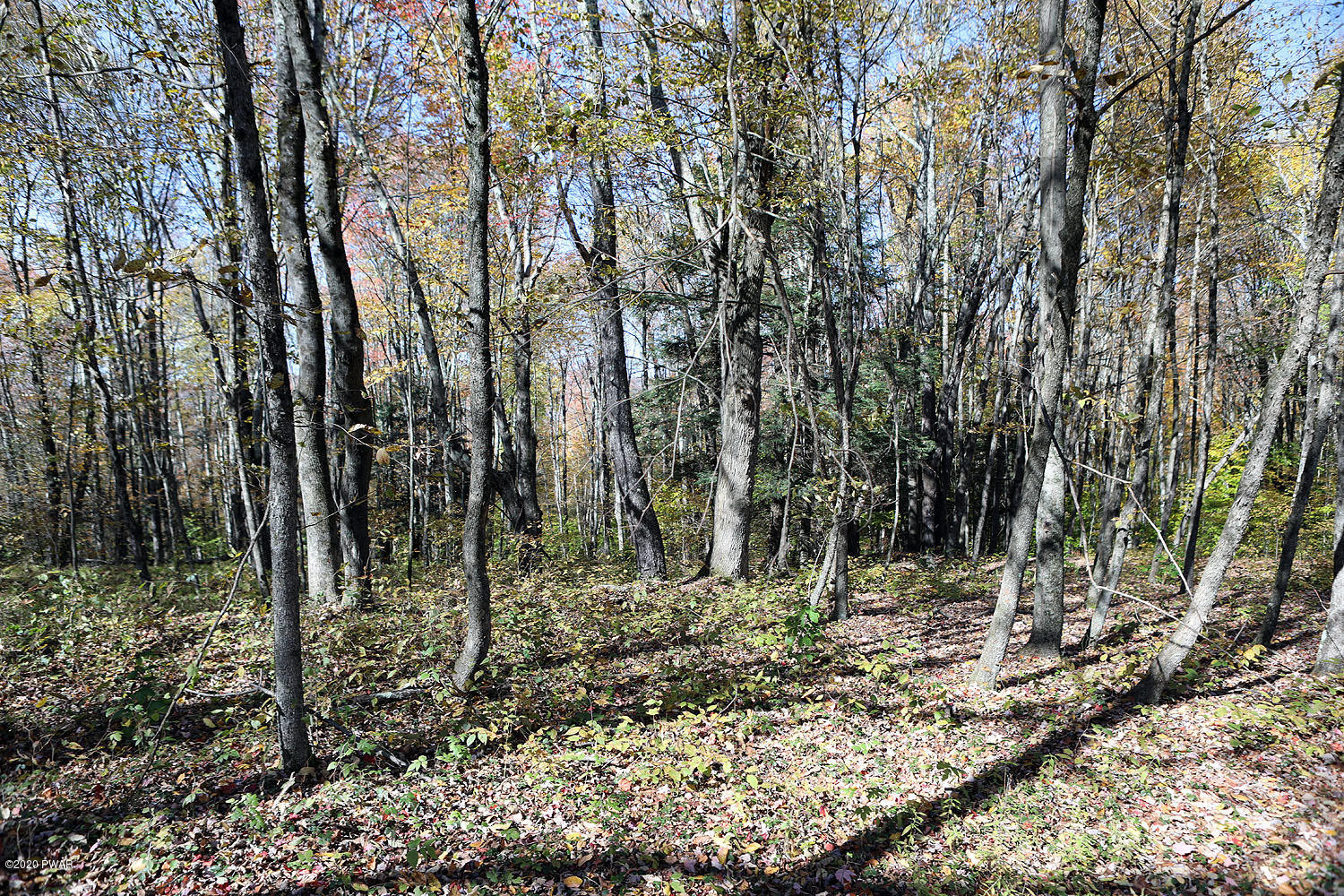 0 Bush Road Equinunk, PA 18417 - Photo 33 of 48 314A3206