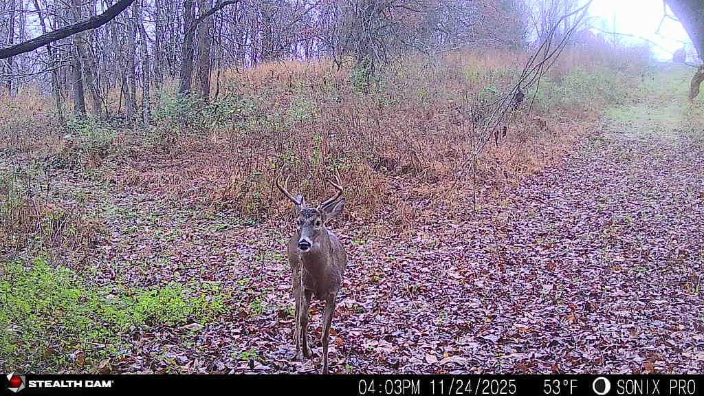 229 Coats Road Brighton, TN 38011 - Photo 15 of 16