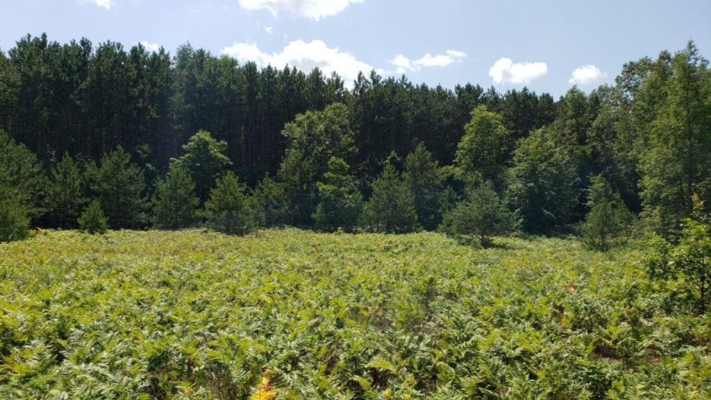 East Jackson Road Walkerville, MI 49459 - Photo 6 of 21 20190807_141419