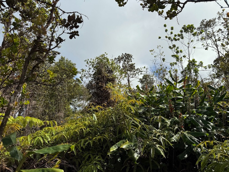 2068 Anuhea Street Volcano, HI 96785 - Photo 11 of 14