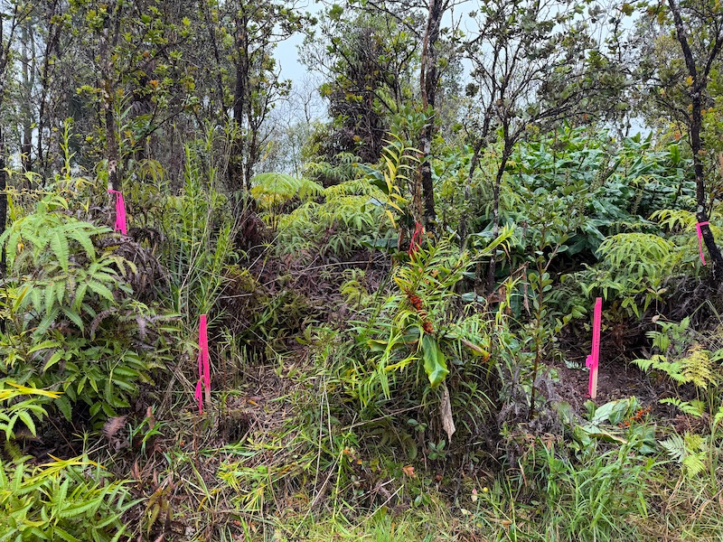 2068 Anuhea Street Volcano, HI 96785 - Photo 3 of 14 a view of a flower in a garden