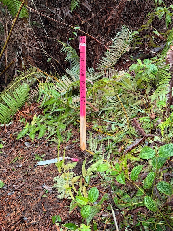 2068 Anuhea Street Volcano, HI 96785 - Photo 6 of 14