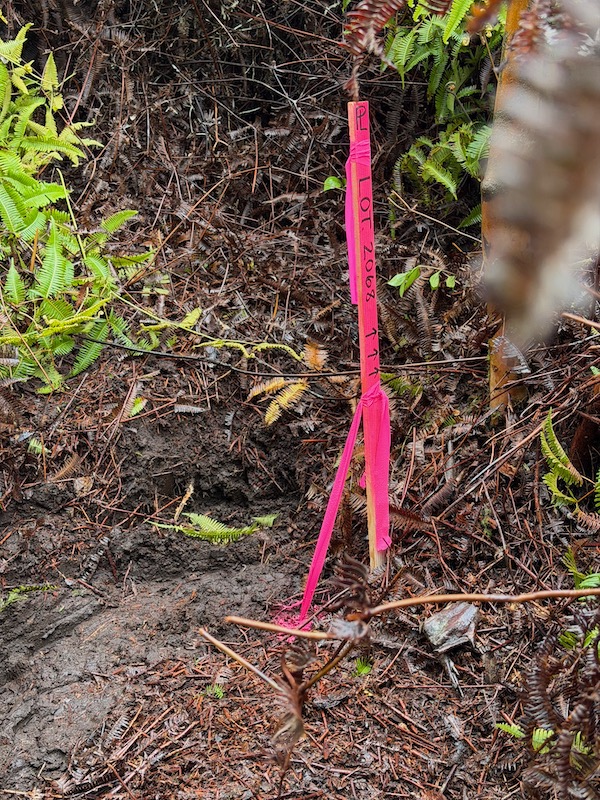 2068 Anuhea Street Volcano, HI 96785 - Photo 7 of 14 a close up of a tree