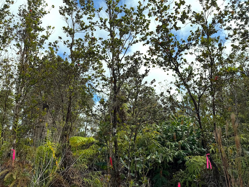 2068 Anuhea Street Volcano, HI 96785 - Photo 10 of 14